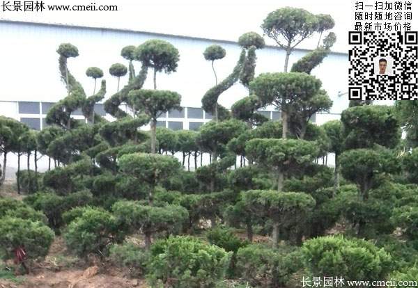 造型龍柏樹(shù)