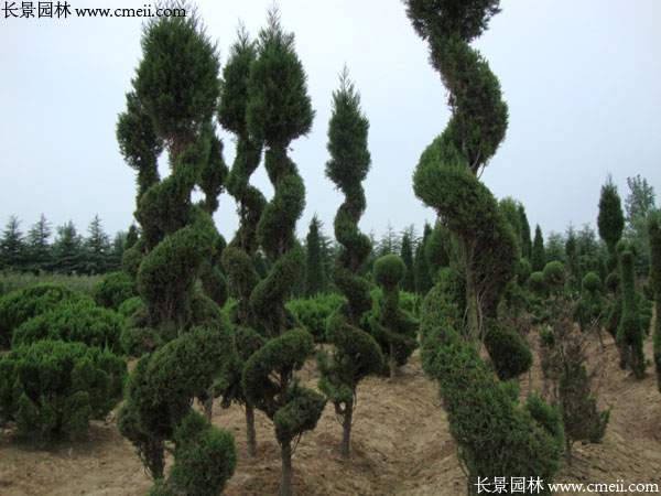 造型龍柏樹(shù)