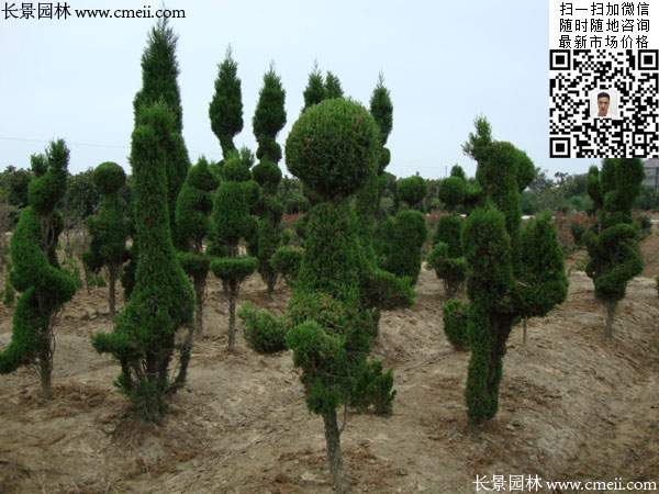 造型龍柏樹(shù)