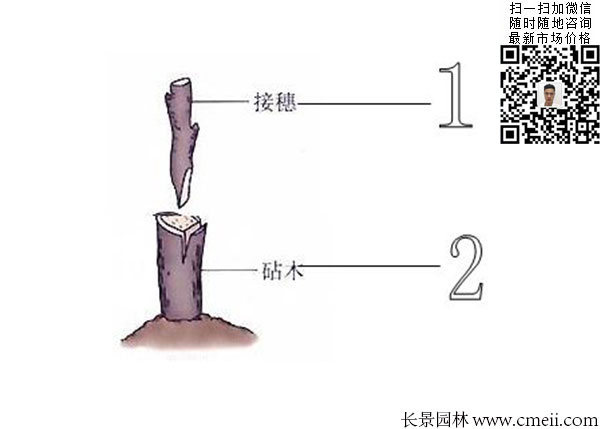 嫁接苗實生苗