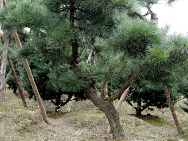 造型黑松樹哪里便宜？哪家的質(zhì)量好？