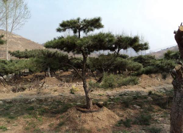 造型黑松樹哪里便宜？哪家的質(zhì)量好？