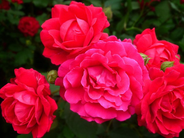 哪里有薔薇花苗賣(mài)？薔薇花苗批發(fā)