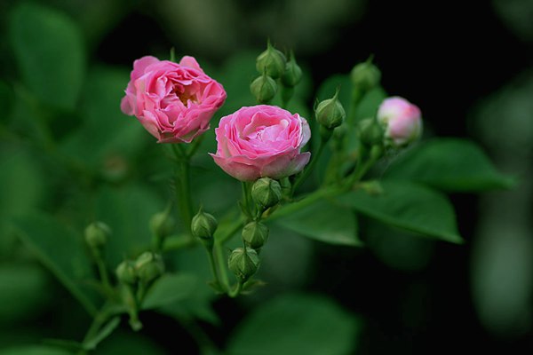 哪里有薔薇花苗賣(mài)？薔薇花苗批發(fā)