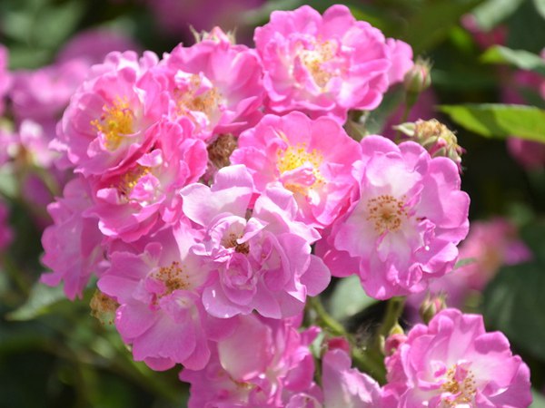 哪里有薔薇花苗賣(mài)？薔薇花苗批發(fā)