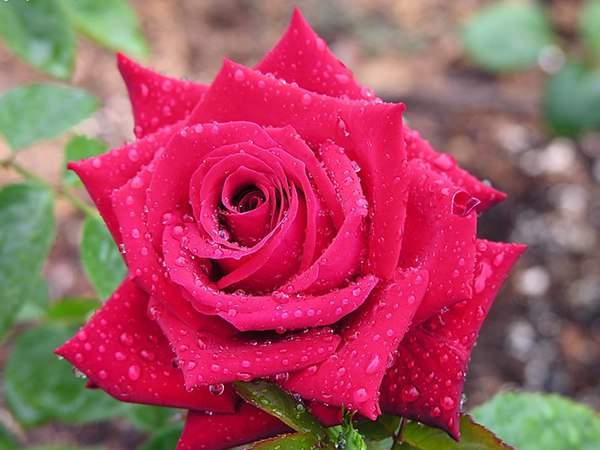 哪里有薔薇花苗賣(mài)？薔薇花苗批發(fā)