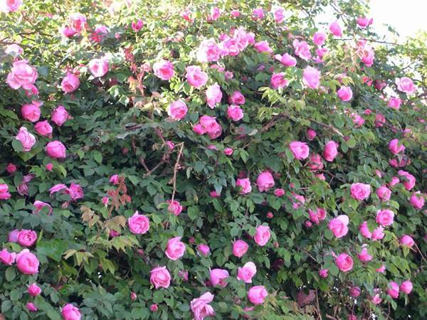 哪里有薔薇花苗賣(mài)？薔薇花苗批發(fā)