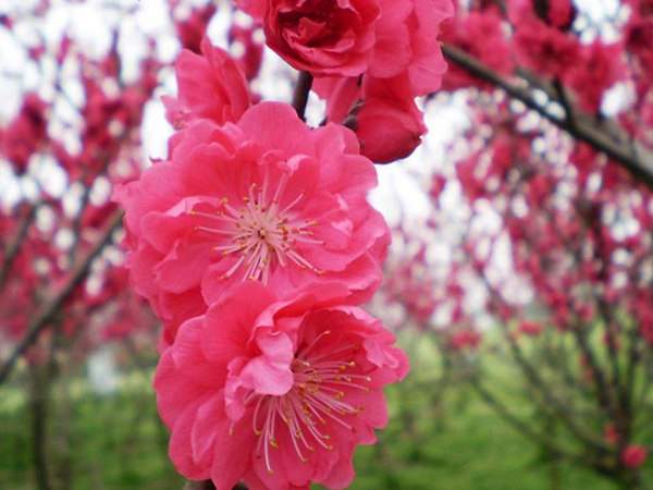 紅梅花一般什么時(shí)候開(kāi)花？