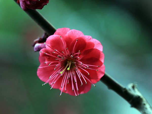 紅梅花一般什么時(shí)候開(kāi)花？