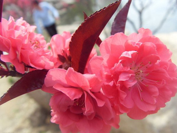 紅葉碧桃花期有多長(zhǎng)，幾月份開(kāi)花？