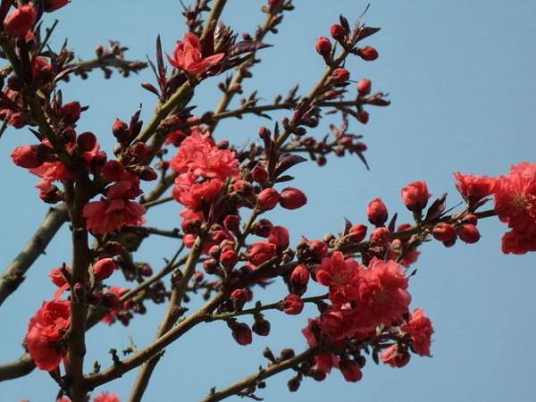 紅葉碧桃花期有多長(zhǎng)，幾月份開(kāi)花？