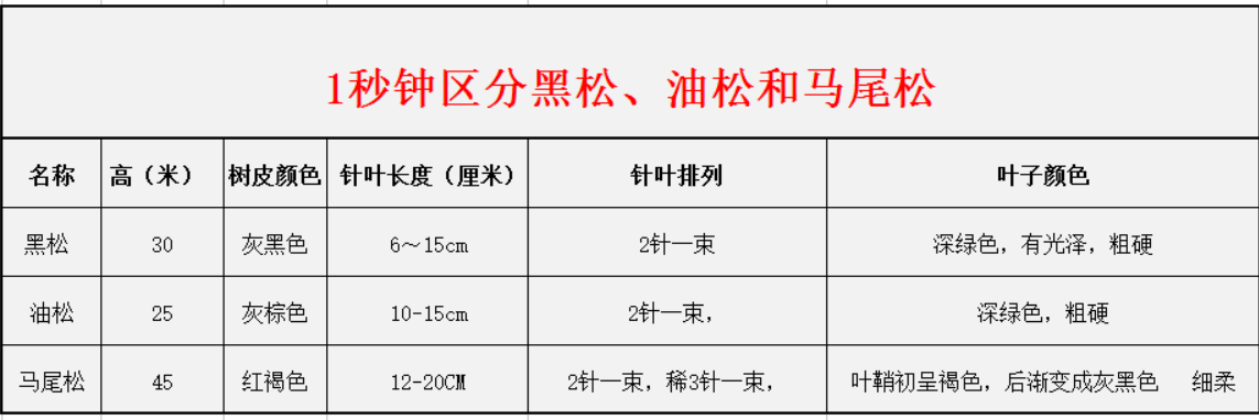 1秒鐘區(qū)分黑松、油松和馬尾松