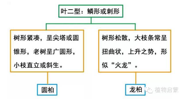 圓柏、刺柏、側柏、柏木以及龍柏的簡易識別法