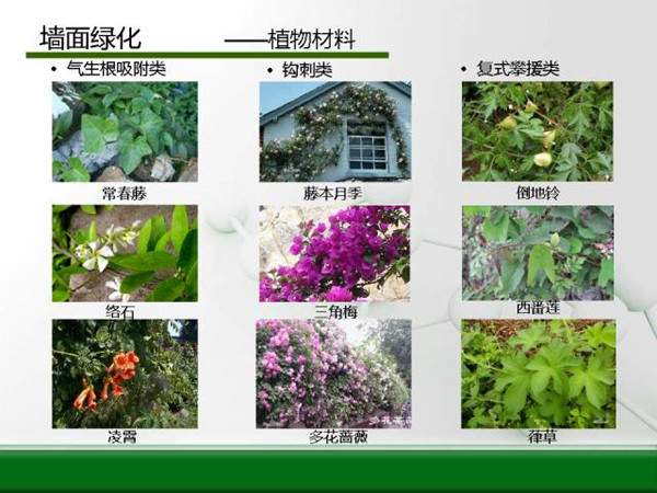 墻面綠化--植物材料花灌木