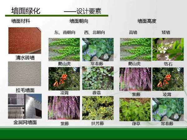 墻面綠化-設(shè)計(jì)要素