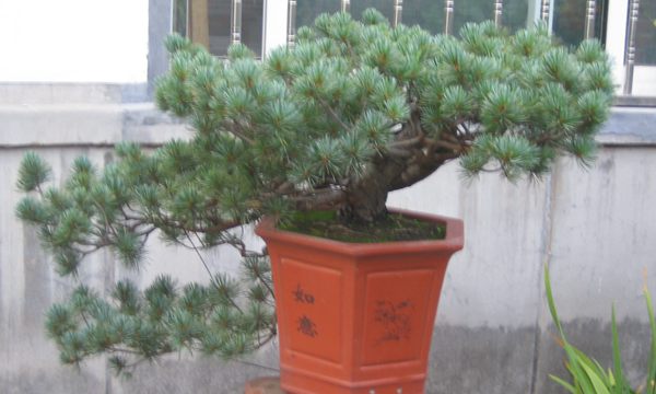 五針?biāo)稍煨?/> </p><p>
	五針?biāo)芍仓贻^矮，生長緩慢，葉短枝密，姿態(tài)高雅，樹形優(yōu)美，是制作盆景的上乘樹種，制作出的五針?biāo)傻脑煨颓ё税賾B(tài)，觀賞性非常好。</p>
      </div>



      
    </article>
  </main>

</div>
<footer id=