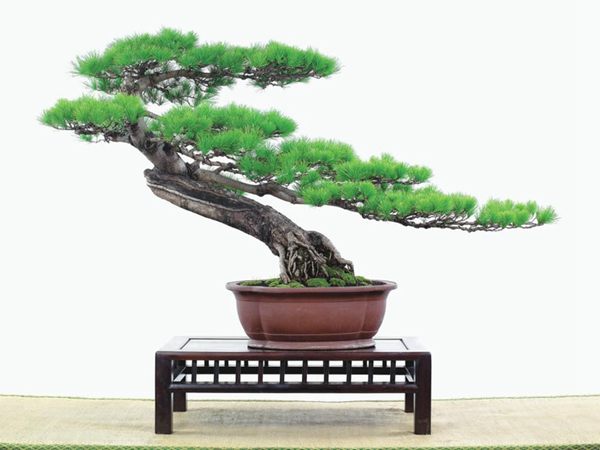 有著百變造型之王的五針?biāo)墒窃鯓訜挸傻?/><br/></div><p><strong>(1）取、審材</strong><br/>我國引種栽培五針?biāo)?，由于結(jié)實少，且多發(fā)育不良，種粒<a href='http://m.rankingdelasestrellas.com/huahaijianshe/138890.html' target='_blank'>發(fā)芽率</a>低，故多采用嫁接法繁殖。<br/>盆栽五針?biāo)?，是制作五針?biāo)膳杈暗闹饕牧?。它的根爪，可否顯露，樁干有無彎度，哪些地方突出好看，都要仔細(xì)審視一番。通過審材，找出好觀賞面。五針?biāo)捎^賞價值高低，在于姿色的奇妙與否。通過審材，進(jìn)行藝術(shù)取舍，決定部分根、枝、干、針葉的去留。<br/><strong>(2）上盆</strong><br/>①選盆：五針?biāo)勺藨B(tài)清秀古雅、翠葉蔥籠，宜用外型古雅，色澤深沉的紫砂陶盆。懸崖式用中深圓形盆或正方盆；斜干式、直干式則用長方形盆或橢圓盆；曲干式用稍深的馬槽盆；合栽式用較淺長方形盆，其大小可視樹形而選定。<br/>②用土：栽植五針?biāo)傻呐柰烈擞觅|(zhì)地疏松、肥沃的微酸性土，按輕壤60%，砂土3o%a與腐殖土to％的比例以及腐熟餅肥1份混合使用，PH值5-6最宜。<br/>③栽植：五針?biāo)缮吓柙灾惨源杭拘氯~吐芽前3月左右最好，也可在秋季新枝成長后8月中旬至9月進(jìn)行。上盆前修剪傷根、爛根，剪短粗根，在剪口上涂蠟，以防松脂外流。栽時盆土要稍干，盆底墊一層碎瓦片及粗砂之類，以利排水透氣。<br/>④造型與布局：五針?biāo)芍l自然形成層片，層次分明，線條清晰；生長緩慢，枝干上無不定芽萌發(fā)，因此不耐修剪。粗枝不易屈曲，蟠扎造型必須從幼齡樹開始，五針?biāo)稍煨蛻?yīng)以吊扎為主，結(jié)合修剪，作為基本方法。<br/>制作五針?biāo)膳杈埃推渌?盆栽五針?biāo)?，是制作五針?biāo)膳杈暗闹饕牧?。它的根爪，可否顯露，樁干有無彎度，哪些地方突出好看，都要仔細(xì)審視一番。通過審材，找出好觀賞面。五針?biāo)捎^賞價值高低，在于姿色的奇妙與否。通過審材，進(jìn)行藝術(shù)取舍，決定部分根、枝、干、針葉的去留。<br/><br/><strong>制作五針?biāo)膳杈?，和其它盆景一樣，要注重盆面的布局，要講究自然，給人以舒適的美感。</strong><br/>盆面布局，應(yīng)有疏有密，或“疏能走馬”，或“密不通風(fēng)”。要突出主體，在一盆中，合栽幾株五針?biāo)桑怀鲋黧w，其余則為烘托與陪襯。<br/>盆面布局，要講究層次，這在盆中表現(xiàn)為粗細(xì)、大小的對比。細(xì)到一枝一根上下功夫，使之形象生動，景中有景。樹樁的枝干、針片，各占盆面多少位置，樹、石、亭、橋、屋宇、人物小品等配件的大小，要精心安排，恰到好處，突出盆景主題?？傊浞诌\用藝術(shù)造型和造景手法以提高盆景的整體藝術(shù)美。<br/><br/></p><div align=