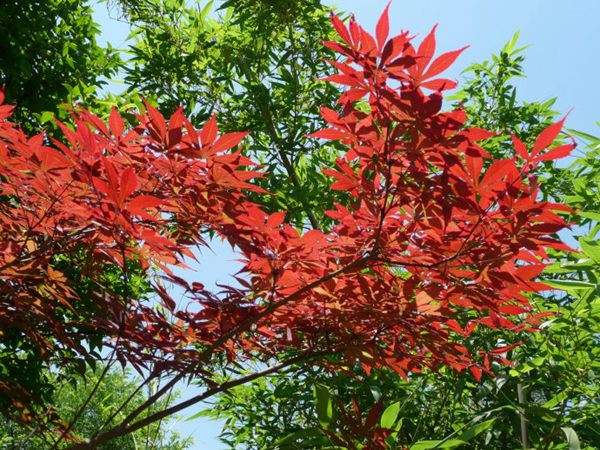 紅楓作衫，白楊為裙，美的傾國傾城！