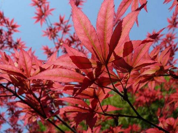 紅楓作衫，白楊為裙，美的傾國傾城！