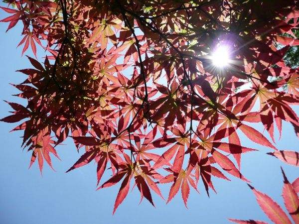 紅楓作衫，白楊為裙，美的傾國傾城！