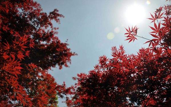 紅楓作衫，白楊為裙，美的傾國傾城！