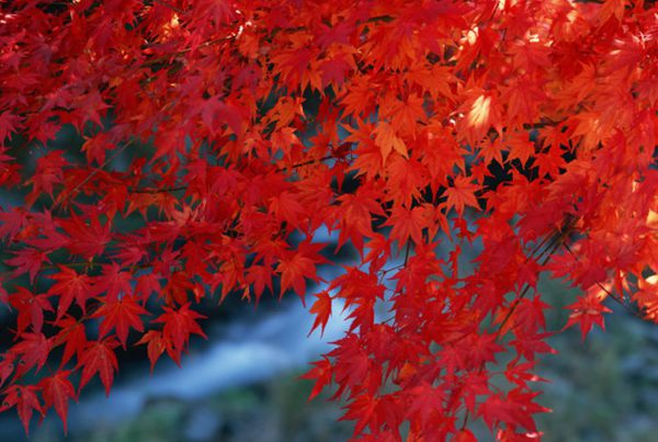 紅楓作衫，白楊為裙，美的傾國傾城！