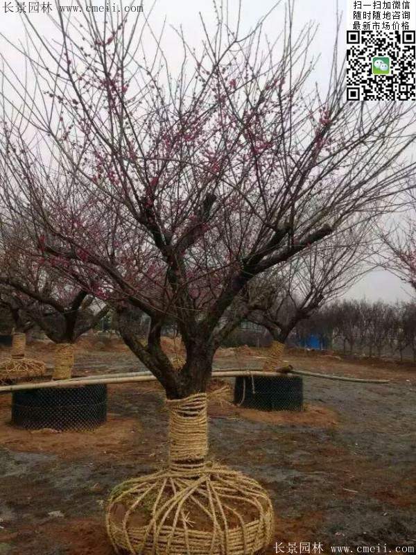 國內(nèi)數(shù)一數(shù)二紅梅花產(chǎn)地，你知道幾個