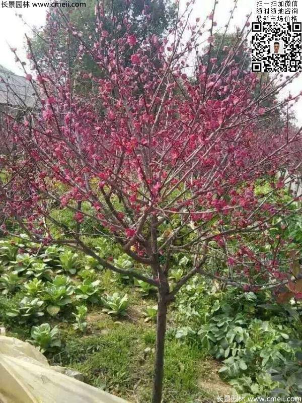 國內(nèi)數(shù)一數(shù)二紅梅花產(chǎn)地，你知道幾個