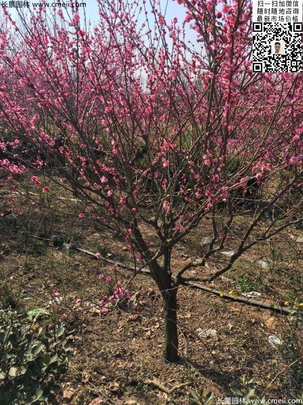 高端、大氣、上檔次的紅梅