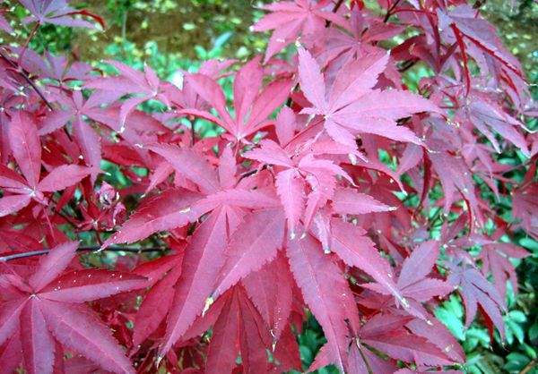紅楓樹(中國(guó)紅楓）