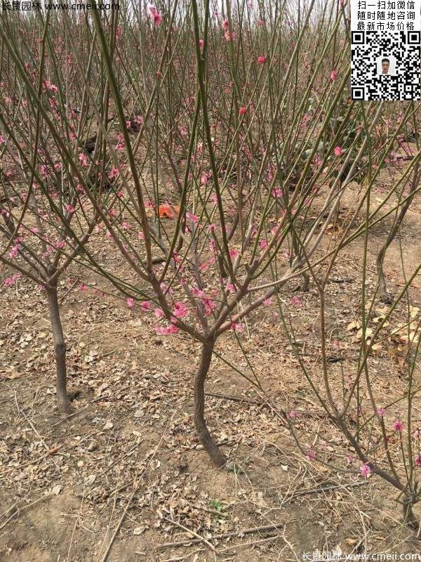 紅梅樹(shù) 紅梅樹(shù)