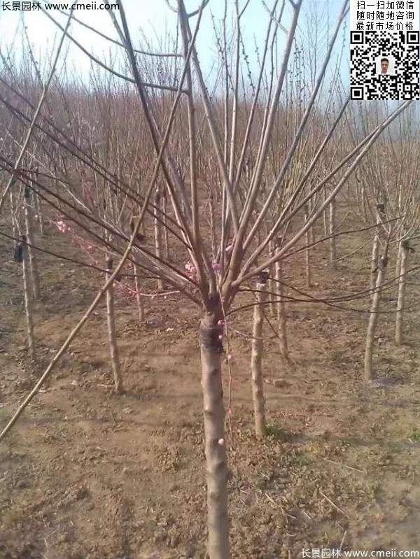 紅梅樹(shù) 紅梅樹(shù)