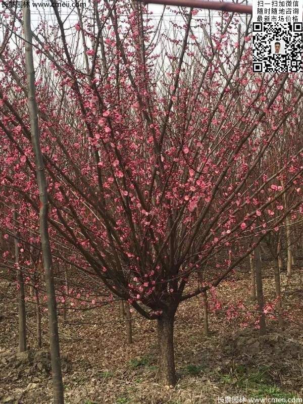 紅梅樹(shù) 紅梅樹(shù)