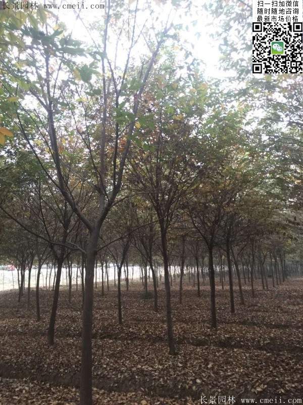 櫸樹身價(jià)