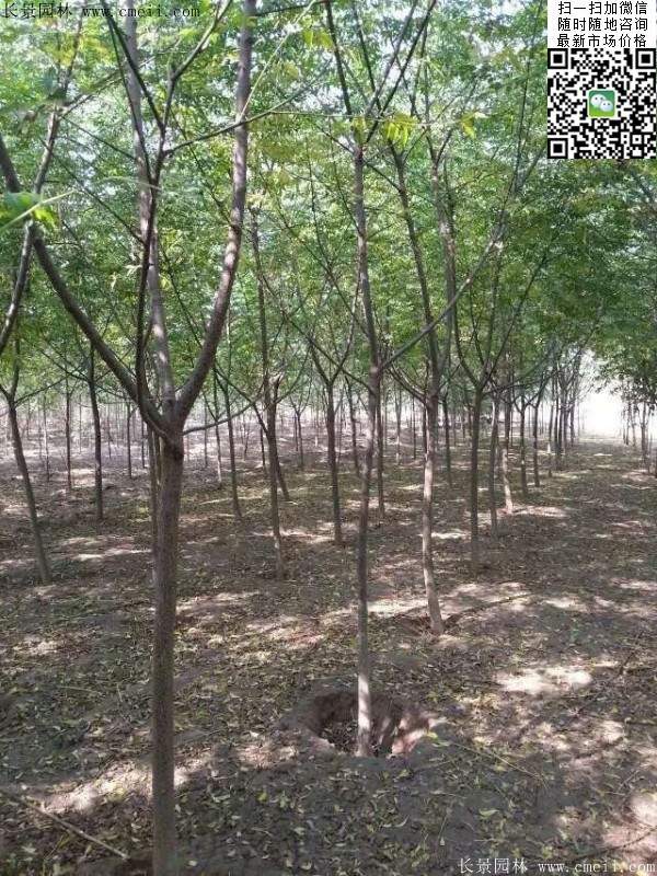 苦楝苗，苦楝樹