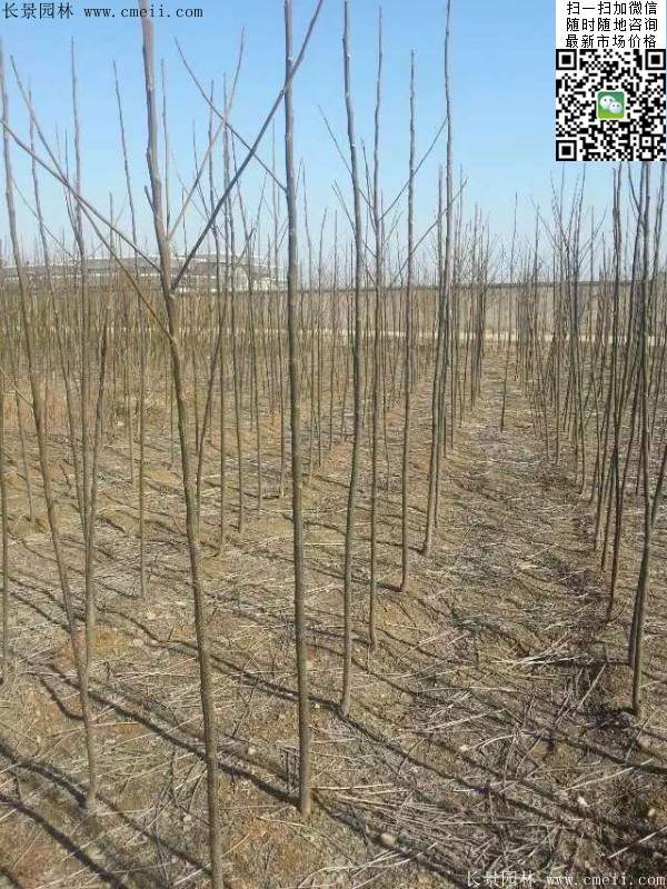 苦楝苗，苦楝樹
