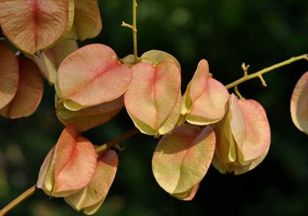 欒樹(shù) 欒樹(shù)