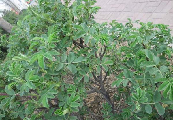 玫瑰多少錢(qián)一棵 玫瑰多少錢(qián)一棵