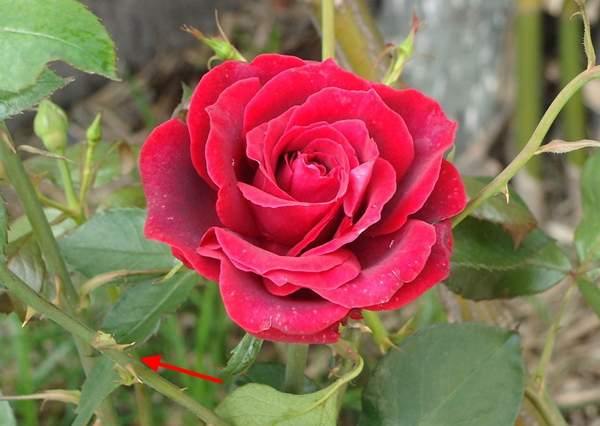 玫瑰花 玫瑰花