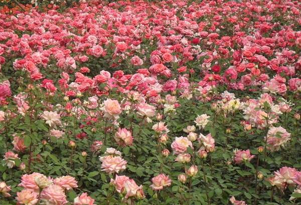 月季花 月季花