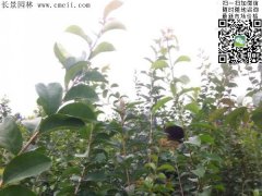 「內(nèi)部資料」行內(nèi)采購流蘇樹報價單曝光！