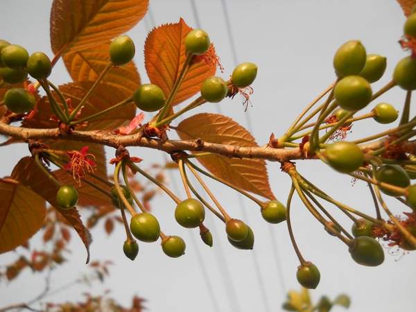 櫻花樹(shù) 櫻花樹(shù)