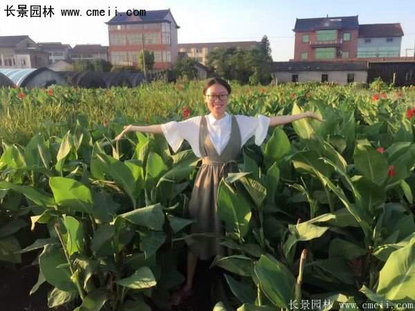 低價格，高質(zhì)量的美人蕉