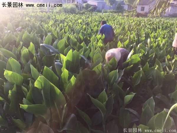 低價格，高質(zhì)量的美人蕉