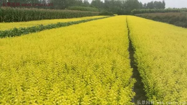 金葉女貞苗、金葉女貞球