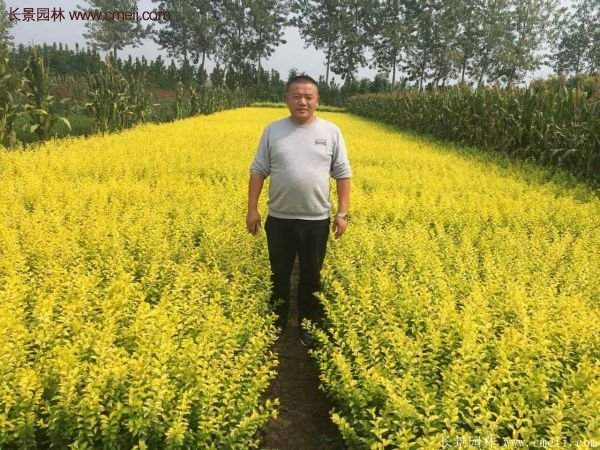 沭陽(yáng)基地的金葉女貞 沭陽(yáng)基地的金葉女貞