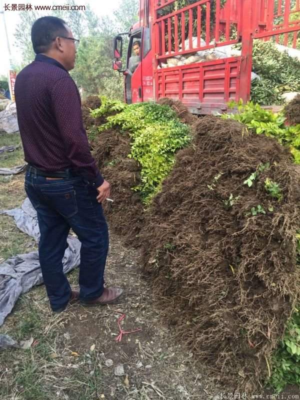 沭陽(yáng)基地的金葉女貞 沭陽(yáng)基地的金葉女貞