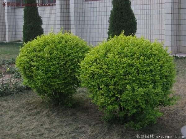 沭陽(yáng)基地的金葉女貞 沭陽(yáng)基地的金葉女貞