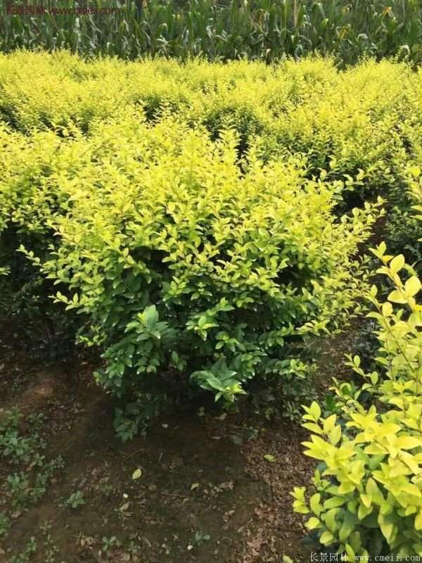沭陽(yáng)基地的金葉女貞 沭陽(yáng)基地的金葉女貞
