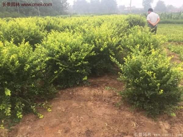 沭陽(yáng)基地的金葉女貞 沭陽(yáng)基地的金葉女貞